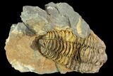 Fossil Calymene Trilobite Nodule - Morocco #106615-2